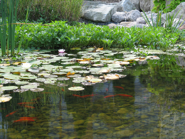 Ornamental ponds are perfect for improving the aesthetics and ambience of any location.